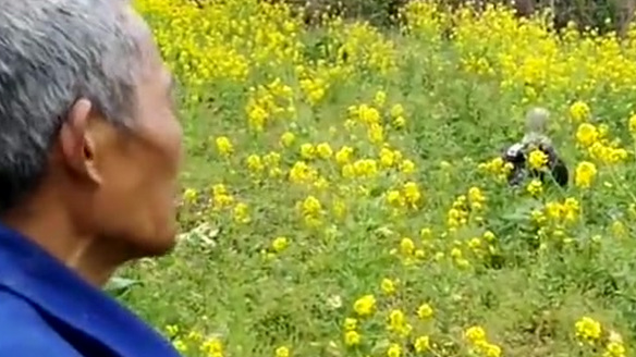 【稻草人惨遭“辞退”!大爷放型男模特进菜地吓鸟,效果出奇的好】重庆北碚某村里的一块油菜花地